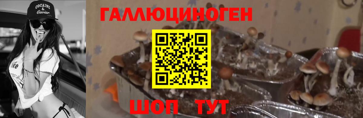 Галлюциногенные грибы мухоморы  Шали 